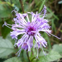 <i>Acilepis gardneri</i>  (Thwaites) H.Rob. & Skvarla